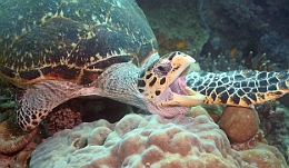 Sipadan_2015_Tortue Franche_Chelonia mydas_IMG_2672_rc